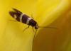 Micropterix aureatella